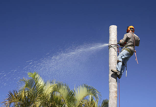 Best Palm Tree Trimming  in North Falmouth, MA