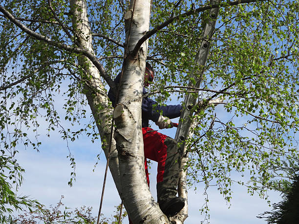 Best Commercial Tree Services  in North Falmouth, MA